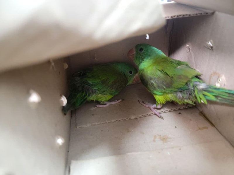 Detenido de Ciudad Ojeda en Colombia